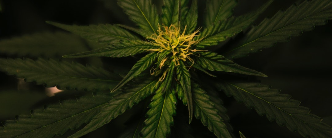 Hennepkwekerij gevonden.jpg