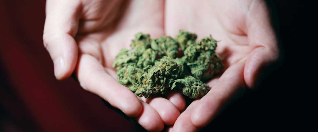 Hennepkwekerij hulp.jpg