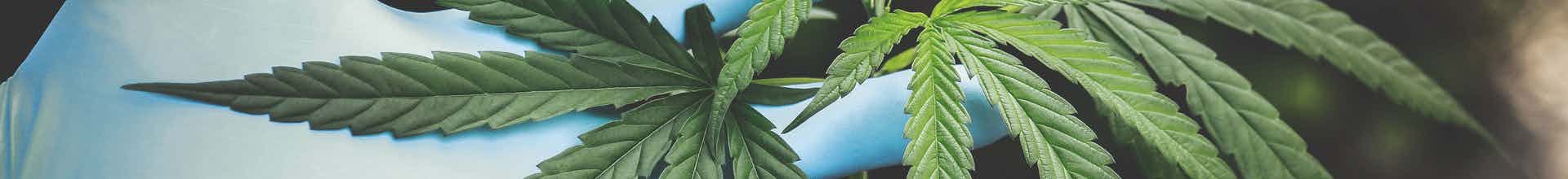 Hennepkwekerij advocaat